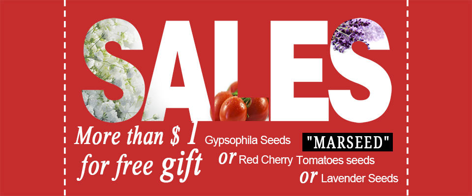 -8-Kinds-Japanese-Maple-Bonsai-Tree-Seeds-Garden-Plants--for-home-20-Pcs-each-kind-32470876306