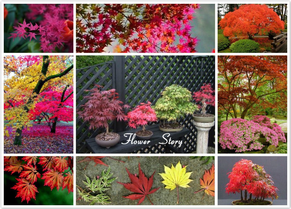 -8-Kinds-Japanese-Maple-Bonsai-Tree-Seeds-Garden-Plants--for-home-20-Pcs-each-kind-32470876306