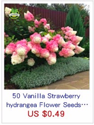 -8-Kinds-Japanese-Maple-Bonsai-Tree-Seeds-Garden-Plants--for-home-20-Pcs-each-kind-32470876306