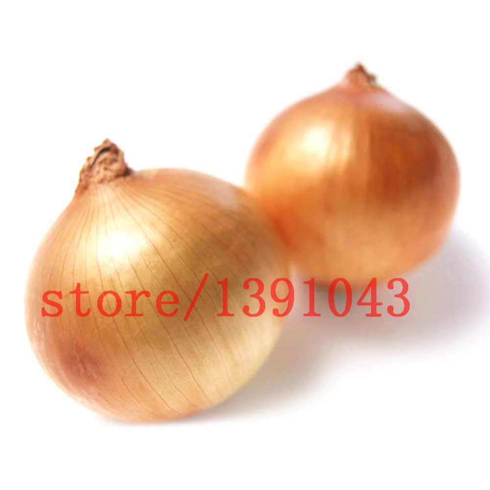 100-onion--Seeds-Giant-Onions-Eksibishen-Organic-Russian-Heirloom-Vegetable-Seeds-for-home-garden-32621411262