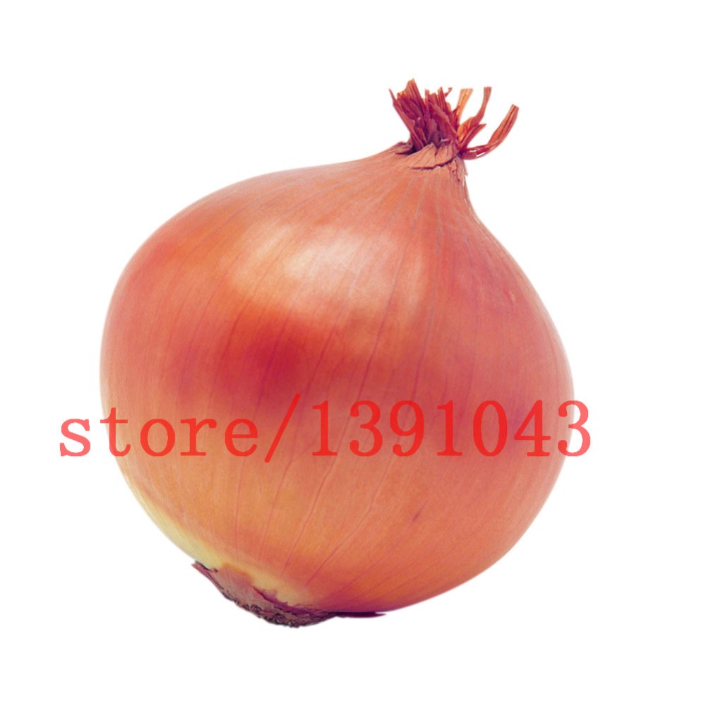 100-onion--Seeds-Giant-Onions-Eksibishen-Organic-Russian-Heirloom-Vegetable-Seeds-for-home-garden-32621411262