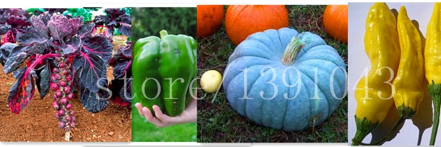 100-onion--Seeds-Giant-Onions-Eksibishen-Organic-Russian-Heirloom-Vegetable-Seeds-for-home-garden-32621411262