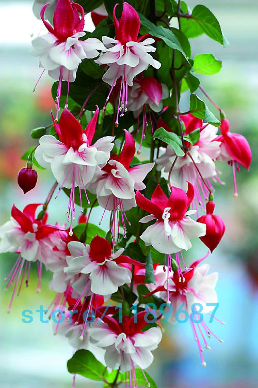 200pcsbag-Fuchsia-seedsFuchsia-Flowers-Lantern-flowerbegonia-flower-seedsbonsai-flower-seedsplant-fo-32618210194