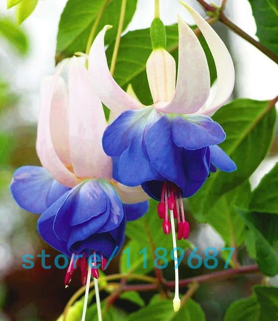 200pcsbag-Fuchsia-seedsFuchsia-Flowers-Lantern-flowerbegonia-flower-seedsbonsai-flower-seedsplant-fo-32618210194