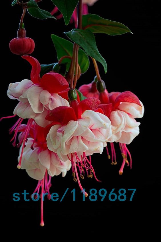 200pcsbag-Fuchsia-seedsFuchsia-Flowers-Lantern-flowerbegonia-flower-seedsbonsai-flower-seedsplant-fo-32618210194