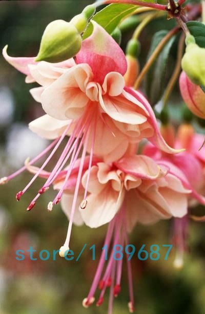 200pcsbag-Fuchsia-seedsFuchsia-Flowers-Lantern-flowerbegonia-flower-seedsbonsai-flower-seedsplant-fo-32618210194