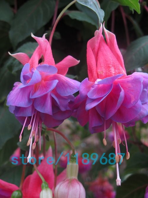 200pcsbag-Fuchsia-seedsFuchsia-Flowers-Lantern-flowerbegonia-flower-seedsbonsai-flower-seedsplant-fo-32618210194
