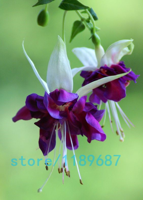 200pcsbag-Fuchsia-seedsFuchsia-Flowers-Lantern-flowerbegonia-flower-seedsbonsai-flower-seedsplant-fo-32618210194