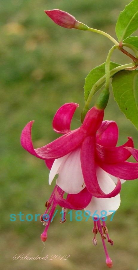 200pcsbag-Fuchsia-seedsFuchsia-Flowers-Lantern-flowerbegonia-flower-seedsbonsai-flower-seedsplant-fo-32618210194