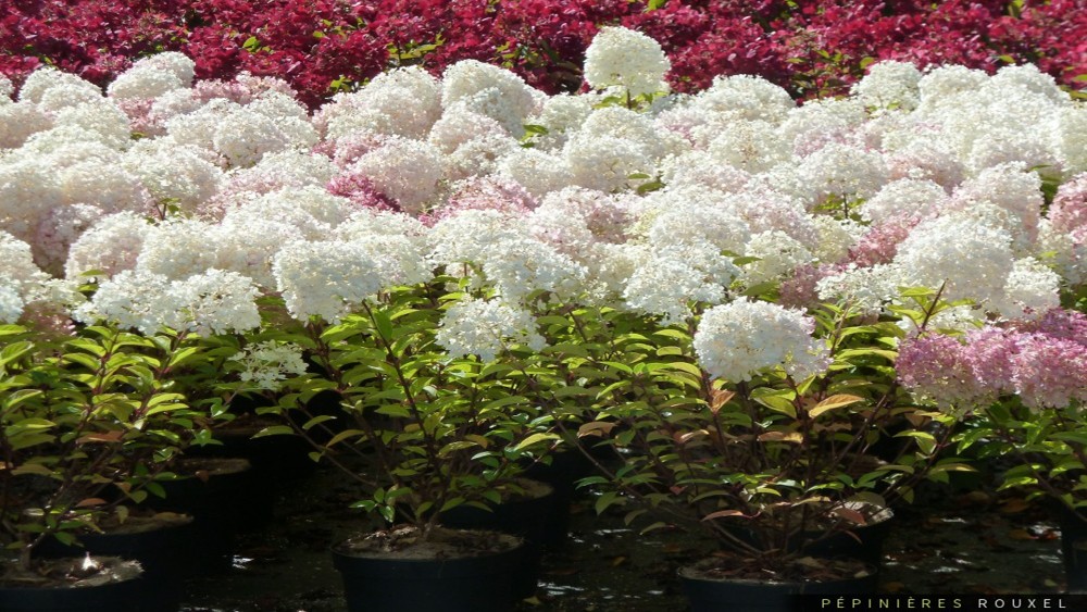 20pcsbag-Hydrangea-seedHydrangea-paniculata-39Vanilla-Fraise39-rare-bonsai-hydrangea-flower-seedspot-32633604168