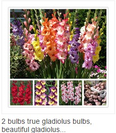 20pcsbag-bonsai-blue-maple-tree-seeds-Bonsai-tree-seeds-rare-japanese-sky-blue-maple-seed-Balcony-pl-32540750945