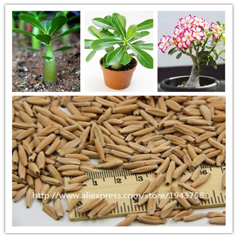 300Pcs-Giant-Red-Climbing-Strawberry-Seeds-Garden-Fruit-Plant-Sweet-And-Delicious-32513664469