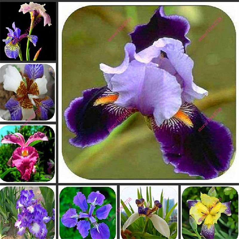 300Pcs-Giant-Red-Climbing-Strawberry-Seeds-Garden-Fruit-Plant-Sweet-And-Delicious-32513664469