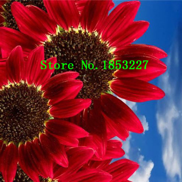 50-pcs-Helianthus-Red-Sunflower-Seeds-Red-Sun-Fortune-Bloom-Garden-Heirloom-Seeds-Bonsai-Plants-Seed-32410341627