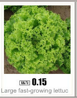 50-seeds-Yellow-Imperial-Crown-Seeds-Fritillaria-imperialis-Lutea-Seeds-Easy-To-Grow--Plant-32505489767