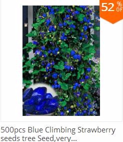 500pcs-Blue-Climbing-Strawberry-seeds-tree-Seedvery-delicious-Fruit-Seeds-For-Home-amp-Garden-bonsai-32603400575