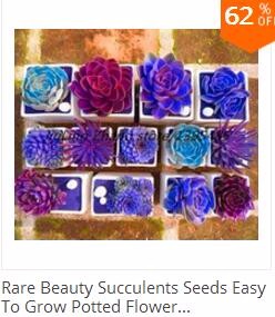 500pcs-Blue-Climbing-Strawberry-seeds-tree-Seedvery-delicious-Fruit-Seeds-For-Home-amp-Garden-bonsai-32603400575