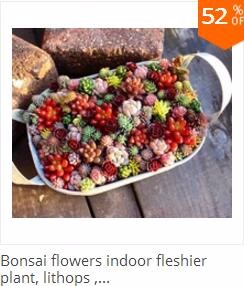 500pcs-Blue-Climbing-Strawberry-seeds-tree-Seedvery-delicious-Fruit-Seeds-For-Home-amp-Garden-bonsai-32603400575