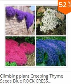 500pcs-Blue-Climbing-Strawberry-seeds-tree-Seedvery-delicious-Fruit-Seeds-For-Home-amp-Garden-bonsai-32603400575