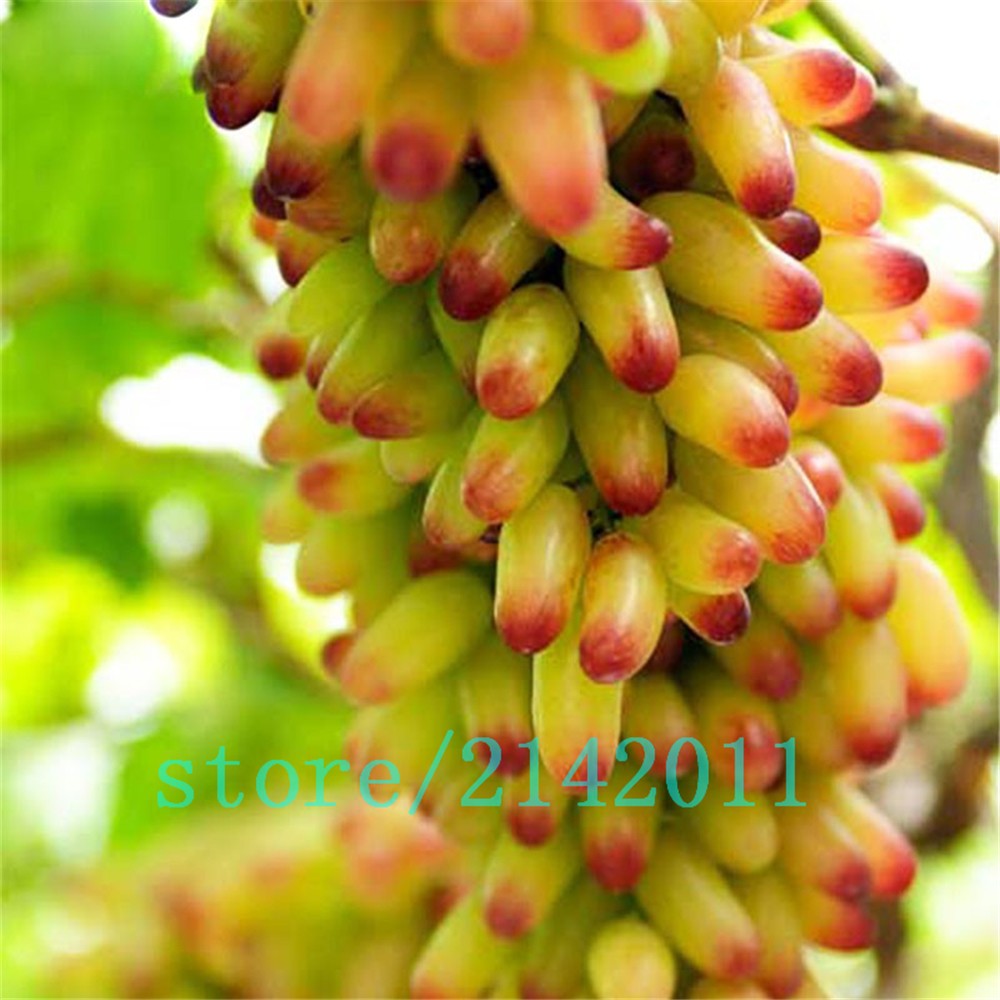 50pcsbag-Rare-finger-grape-seedsAdvanced-fruit-seedsNatural-growth-grapes-Delicious-bonsai-potted-pl-32633674676