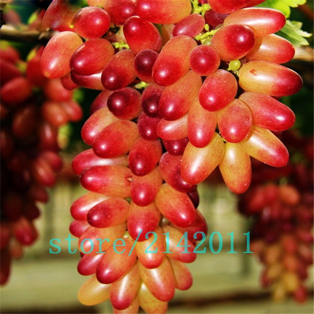 50pcsbag-Rare-finger-grape-seedsAdvanced-fruit-seedsNatural-growth-grapes-Delicious-bonsai-potted-pl-32633674676