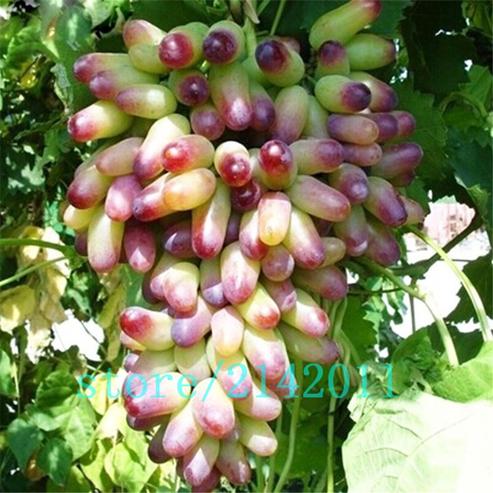 50pcsbag-Rare-finger-grape-seedsAdvanced-fruit-seedsNatural-growth-grapes-Delicious-bonsai-potted-pl-32633674676