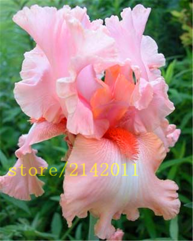 50pcsbag-pink-iris-seedsbearded-iris-seedsrare-bonsai-iris-Phalaenopsis-Orchid-flower-seedsNature-pl-32631602094