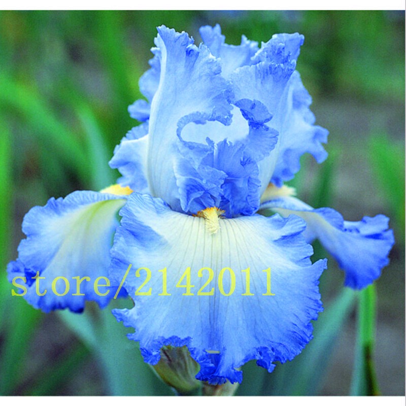 50pcsbag-pink-iris-seedsbearded-iris-seedsrare-bonsai-iris-Phalaenopsis-Orchid-flower-seedsNature-pl-32631602094