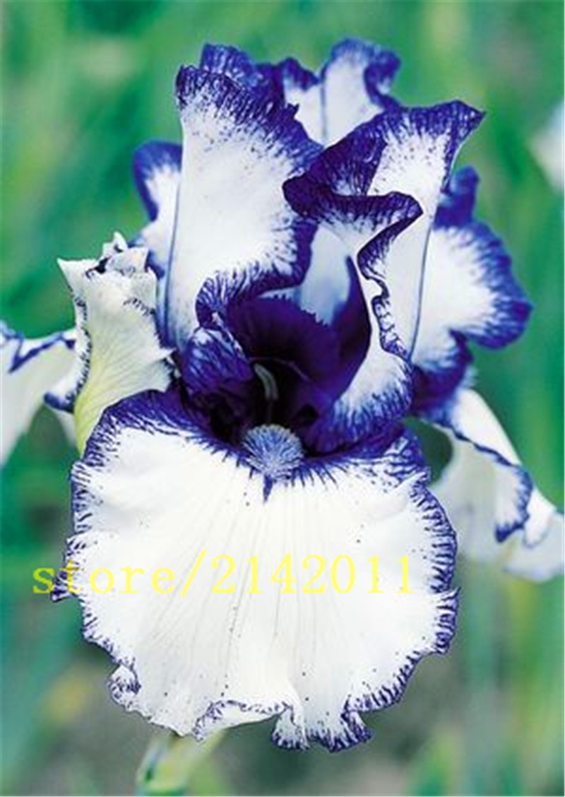 50pcsbag-pink-iris-seedsbearded-iris-seedsrare-bonsai-iris-Phalaenopsis-Orchid-flower-seedsNature-pl-32631602094
