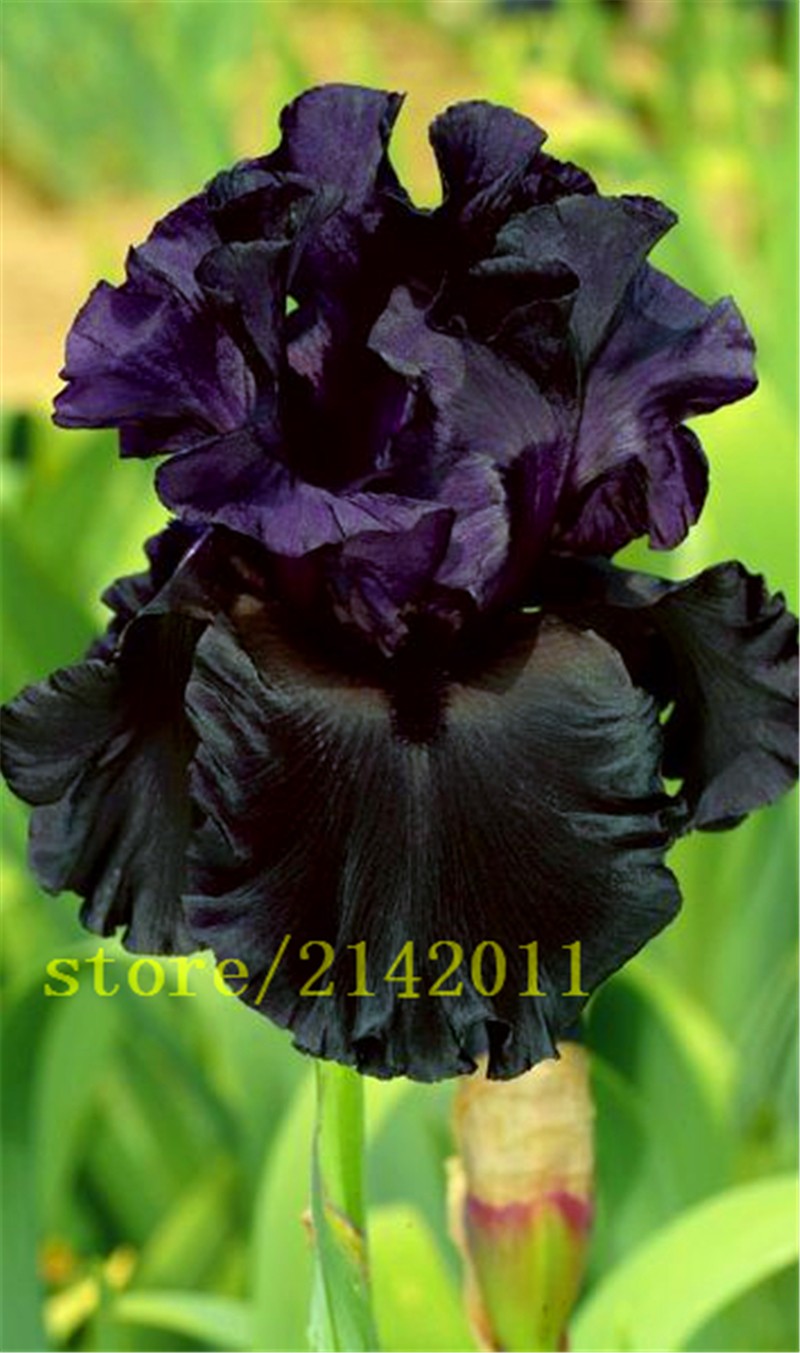 50pcsbag-pink-iris-seedsbearded-iris-seedsrare-bonsai-iris-Phalaenopsis-Orchid-flower-seedsNature-pl-32631602094