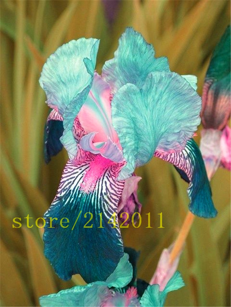 50pcsbag-pink-iris-seedsbearded-iris-seedsrare-bonsai-iris-Phalaenopsis-Orchid-flower-seedsNature-pl-32631602094
