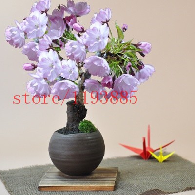 6-colors-japanese-sakura-seeds-2015-new-seeds-Cherry-Blossoms-Seeds-Japanese-Cherry-Cerasus-Yedoensi-32514886532