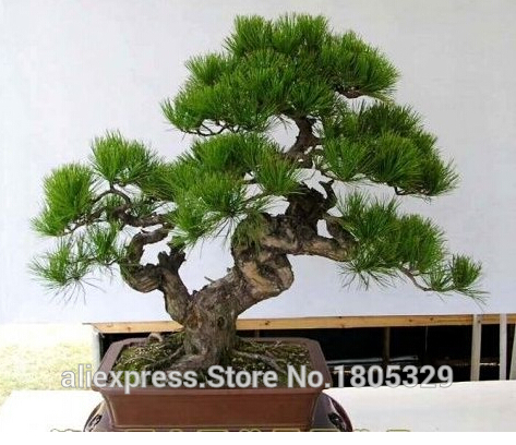 FREE-SHIPPING-30pcsBag-Japanese-Pine-Tree-Seeds-bonsai-flower-easy-to-plant-DIY-32347381127