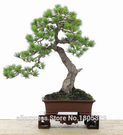 FREE-SHIPPING-30pcsBag-Japanese-Pine-Tree-Seeds-bonsai-flower-easy-to-plant-DIY-32347381127