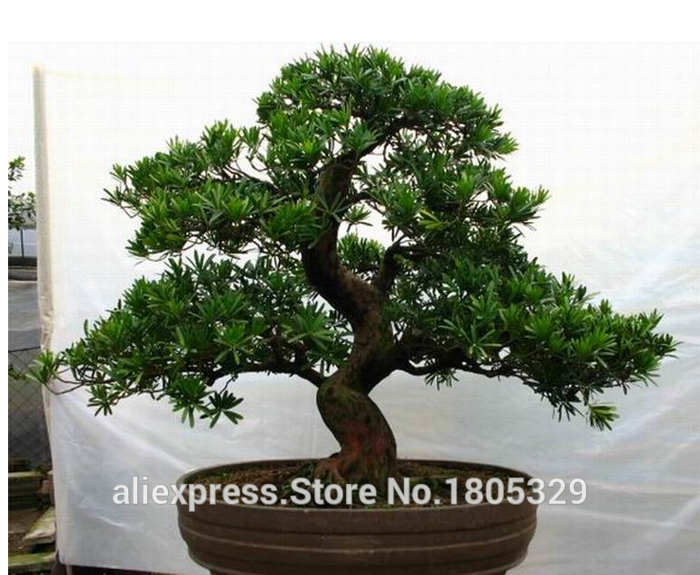 FREE-SHIPPING-30pcsBag-Japanese-Pine-Tree-Seeds-bonsai-flower-easy-to-plant-DIY-32347381127