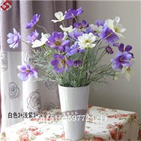 FREE-SHIPPING-30pcsBag-Japanese-Pine-Tree-Seeds-bonsai-flower-easy-to-plant-DIY-32347381127