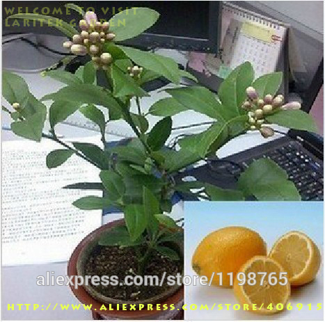 Free-shipping-50-LEMON-TREE-SEEDS-WITH-HERMETIC-PACKING--indoor-outdoor-AVAILABLE--HEIRLOOM-FRUIT-SE-32230659211