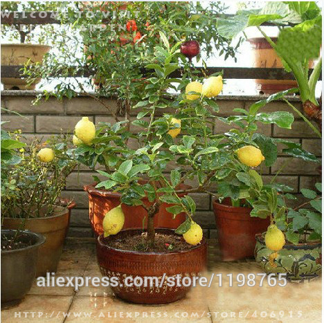 Free-shipping-50-LEMON-TREE-SEEDS-WITH-HERMETIC-PACKING--indoor-outdoor-AVAILABLE--HEIRLOOM-FRUIT-SE-32230659211