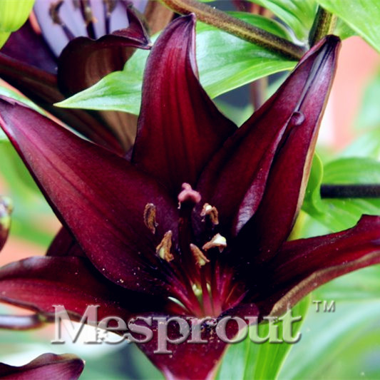 HOT-Sale-100-PCS--24-Colors-Lily-Seeds-Cheap-Perfume-Lilies-Seeds-Rare-Color-Flower-Garden-Plant---M-32693139840