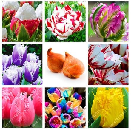 Heirloom-giant-red-Tomato-Seedsstrawberry-tomato-seedsProfessional-Pack100-SeedsPackOrganic-Vegetabl-32631686955