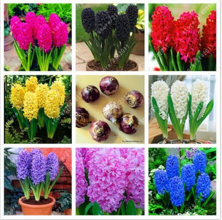 Heirloom-giant-red-Tomato-Seedsstrawberry-tomato-seedsProfessional-Pack100-SeedsPackOrganic-Vegetabl-32631686955