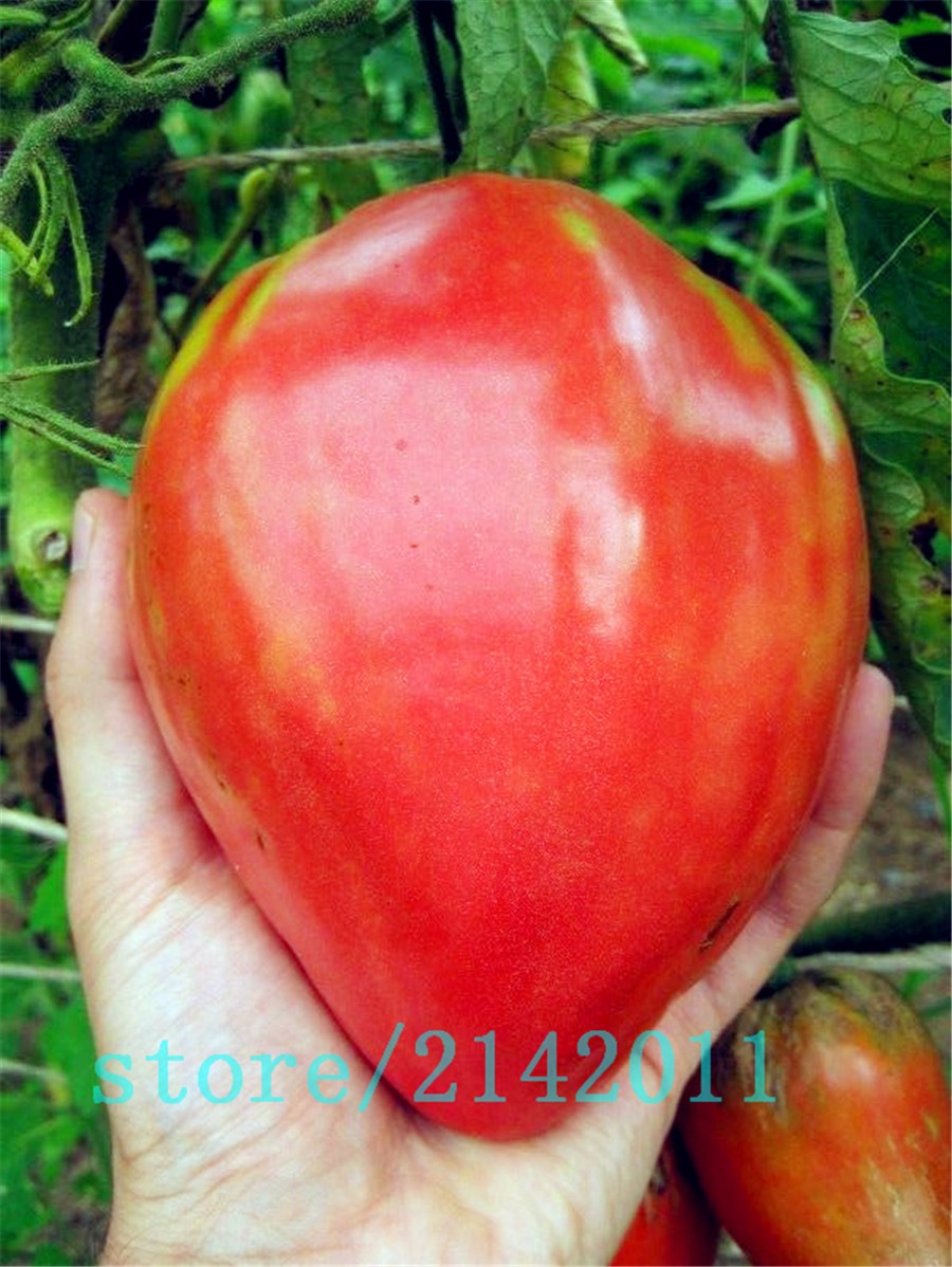 Heirloom-giant-red-Tomato-Seedsstrawberry-tomato-seedsProfessional-Pack100-SeedsPackOrganic-Vegetabl-32631686955