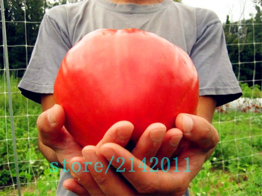Heirloom-giant-red-Tomato-Seedsstrawberry-tomato-seedsProfessional-Pack100-SeedsPackOrganic-Vegetabl-32631686955
