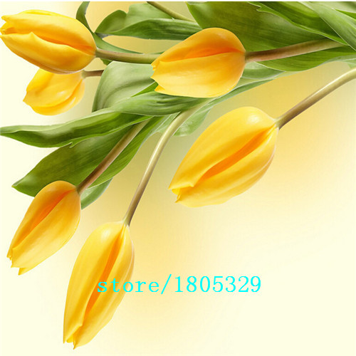 Hot-Selling-100pcs-Tulip-Bulbs-Tulip-Ball-Seeds-Bonsai-Flower-Pot-Plant-Ball-Mix-Colors-DIY-Home-Gar-32454621017
