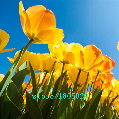 Hot-Selling-100pcs-Tulip-Bulbs-Tulip-Ball-Seeds-Bonsai-Flower-Pot-Plant-Ball-Mix-Colors-DIY-Home-Gar-32454621017