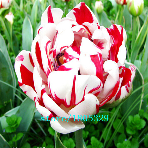 Hot-Selling-100pcs-Tulip-Bulbs-Tulip-Ball-Seeds-Bonsai-Flower-Pot-Plant-Ball-Mix-Colors-DIY-Home-Gar-32454621017