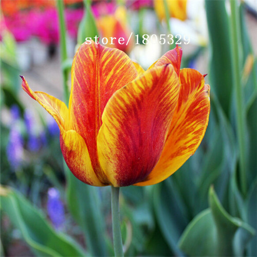 Hot-Selling-100pcs-Tulip-Bulbs-Tulip-Ball-Seeds-Bonsai-Flower-Pot-Plant-Ball-Mix-Colors-DIY-Home-Gar-32454621017