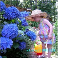 Hot-Selling-100pcs-Tulip-Bulbs-Tulip-Ball-Seeds-Bonsai-Flower-Pot-Plant-Ball-Mix-Colors-DIY-Home-Gar-32454621017