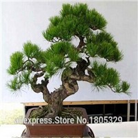 Hot-Selling-100pcs-Tulip-Bulbs-Tulip-Ball-Seeds-Bonsai-Flower-Pot-Plant-Ball-Mix-Colors-DIY-Home-Gar-32454621017