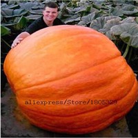 Hot-Selling-100pcs-Tulip-Bulbs-Tulip-Ball-Seeds-Bonsai-Flower-Pot-Plant-Ball-Mix-Colors-DIY-Home-Gar-32454621017